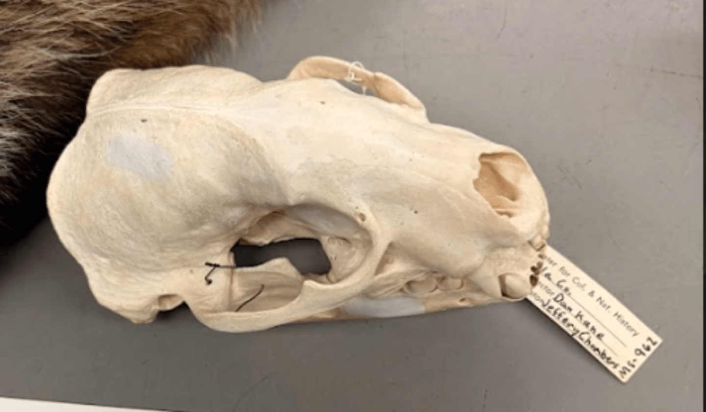 <p>What is this specimen?</p>