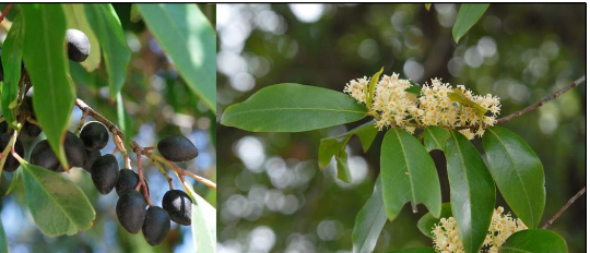 <p>Rosaceae </p><p>Prunus caroliniana </p>