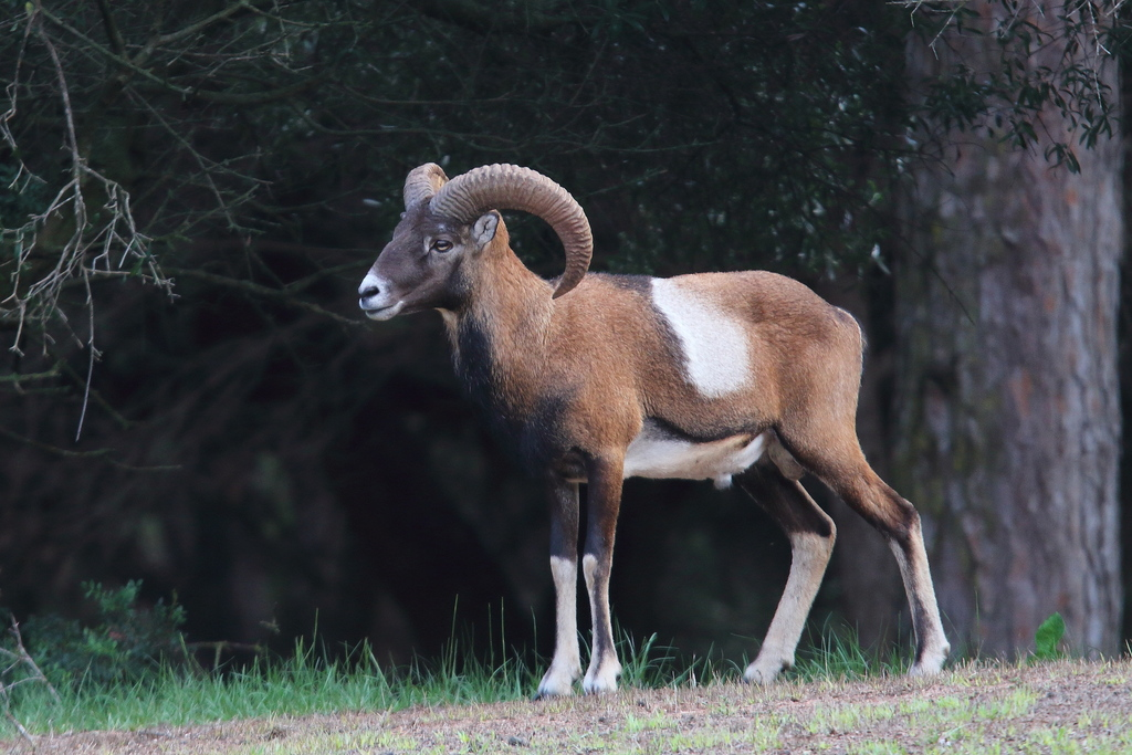 <p><em>Ovis orientalis musimon</em></p>