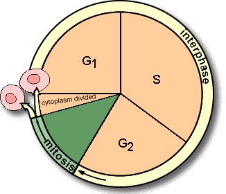 <p>What does the cell cycle include?</p>