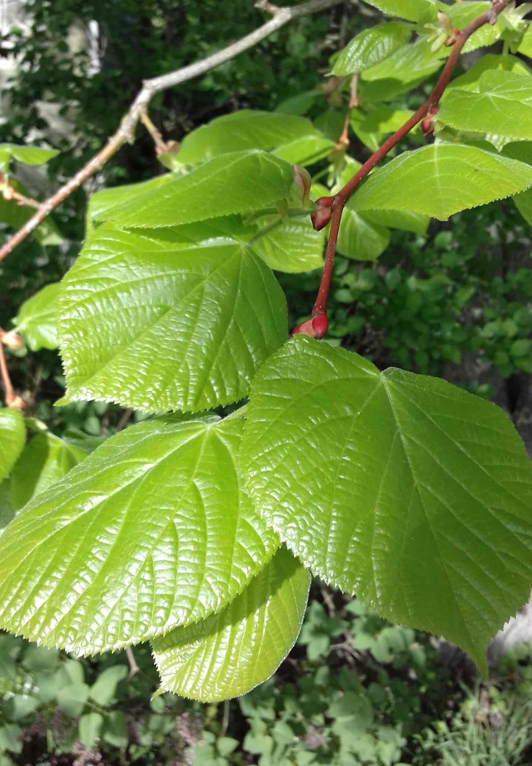 <p>Tilia cordada</p>