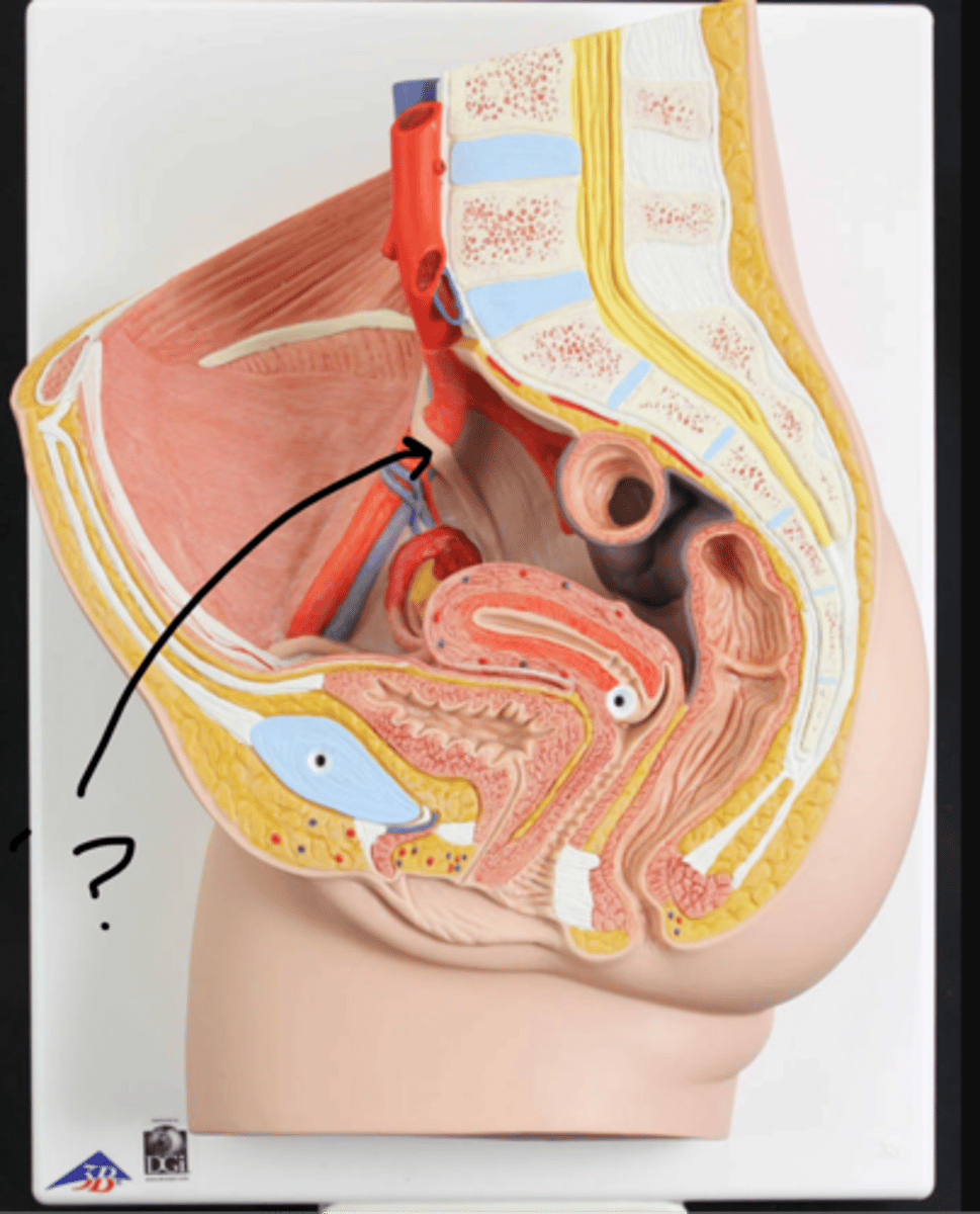 <p>name this stube</p>