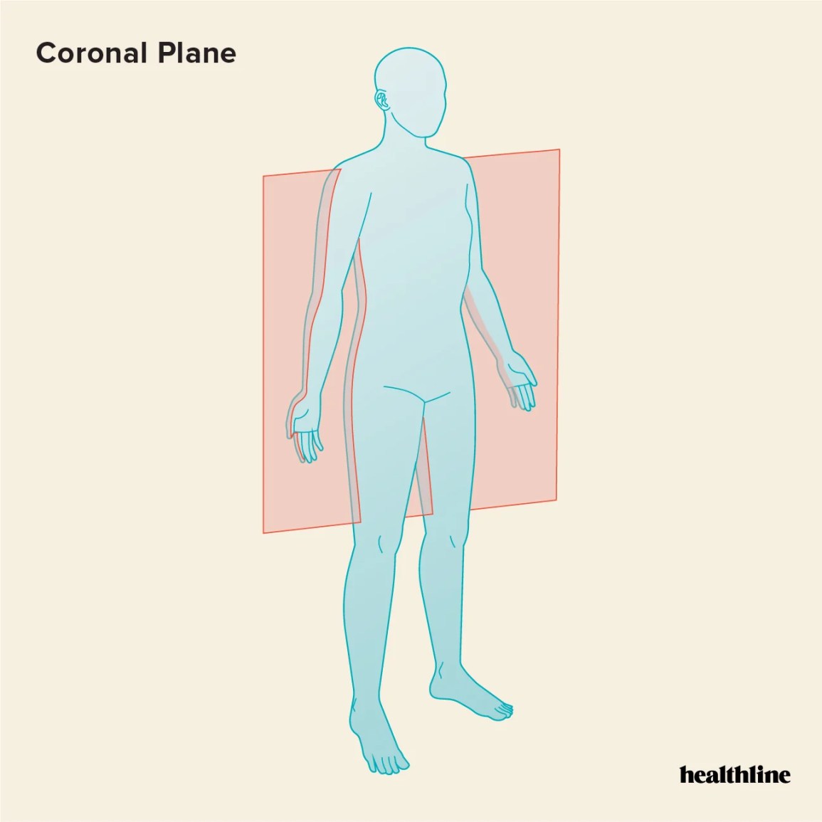<p>Coronal (Frontal) Plane</p>