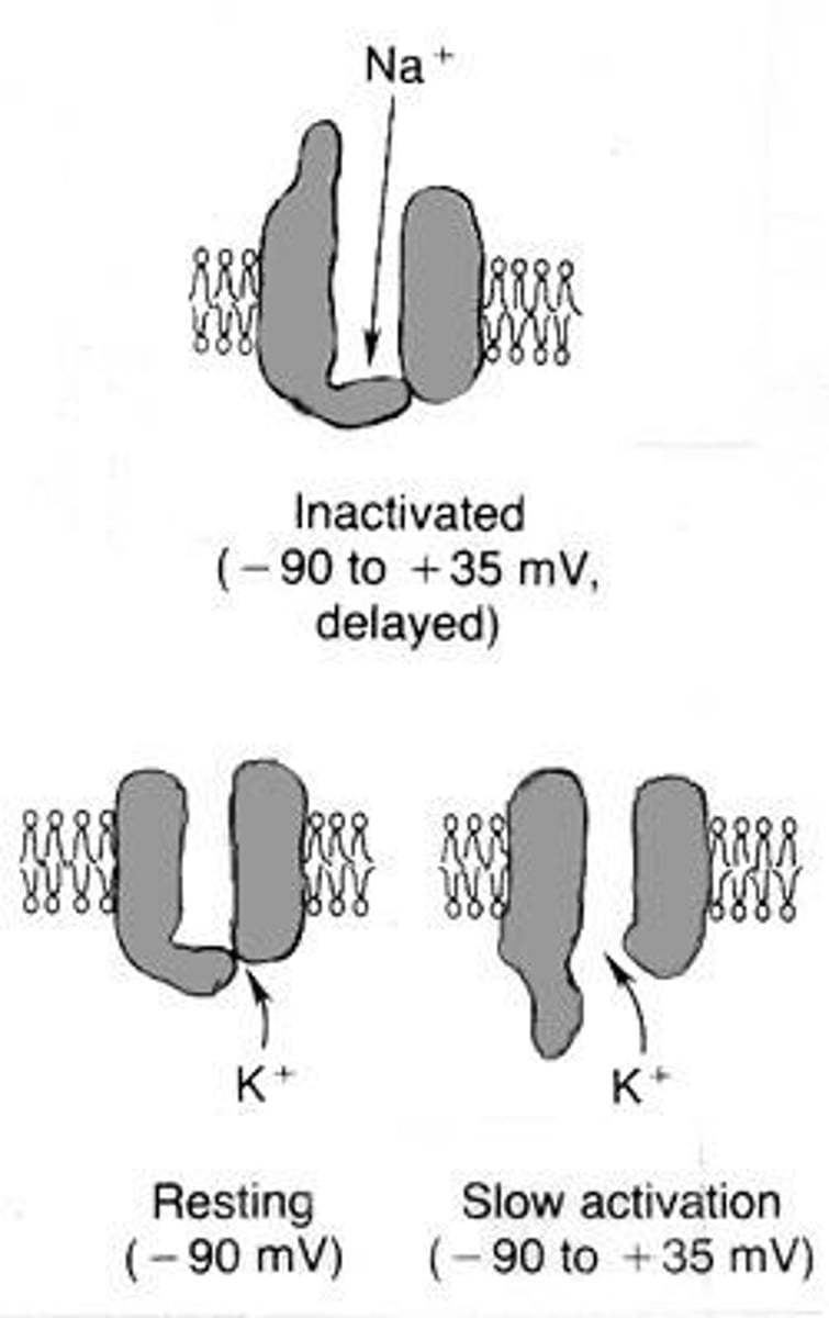 <p>Na+ channels close, K+ channels open, allowing K+ to exit the cell, restoring the resting potential.</p>