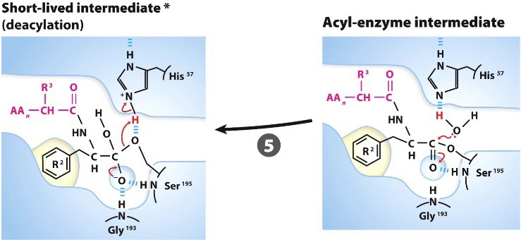 <p>His-57 acts as a general acid to deprotonate water, making it more nucleophilic, the OH<sup>-</sup> then attacks the carbonyl carbon</p>