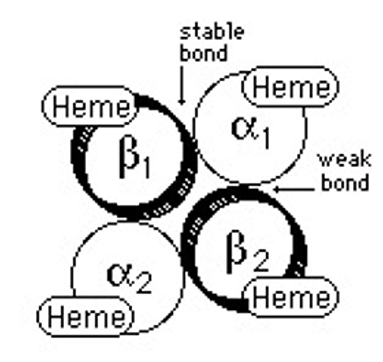 <p>2 unlike chains (one alpha, one non-alpha)</p>