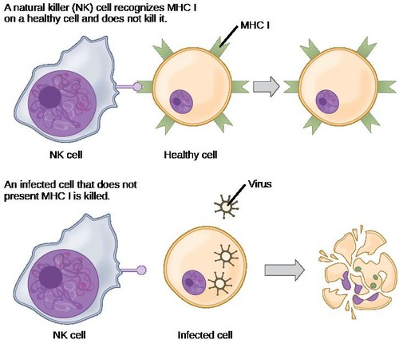 <p>They kill virus-infected or altered self-cells, such as tumor cells.</p>