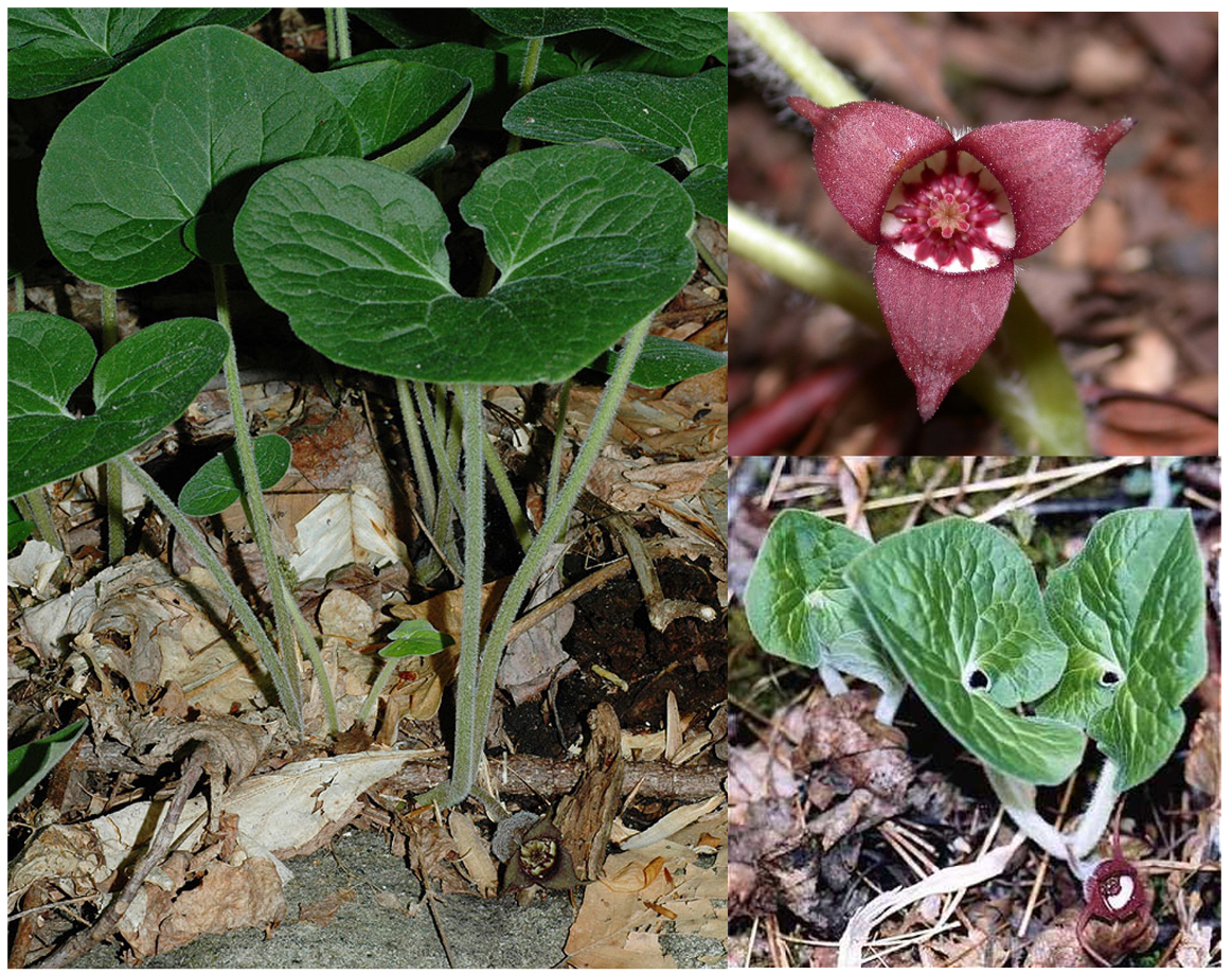 <p>CA(3) CO0 A4-manyG`(4-6) (sepals petaloid fused, purplish, no petals, epigynous, syncarpic, berry)</p>