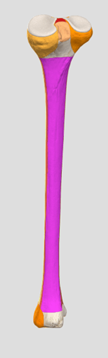 <p>facies posterior</p>