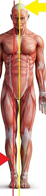 <p><span>an imaginary vertical plane that divides the body into two equal left and right halves</span></p>
