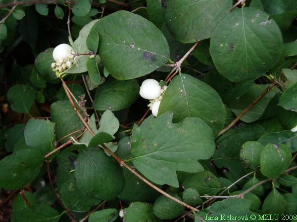 <p><span>pámelník bílý&nbsp;&nbsp;&nbsp;&nbsp;&nbsp;&nbsp;&nbsp;&nbsp;</span></p>