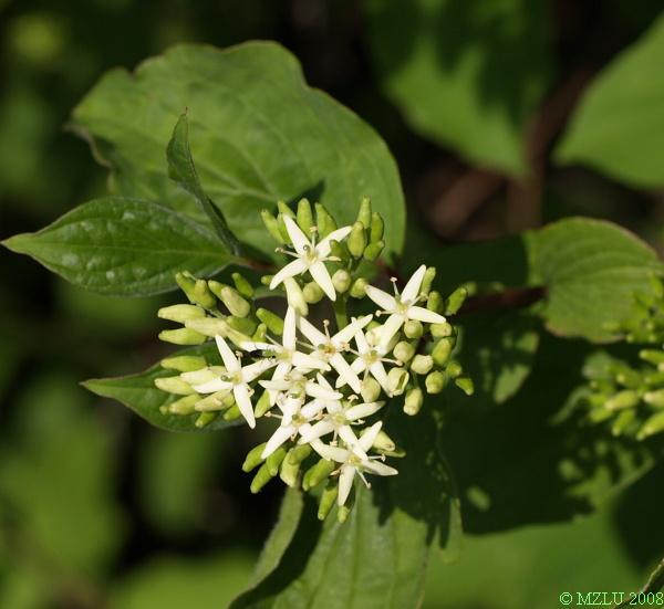 <p><span><em>Swida sanguinea</em></span></p>