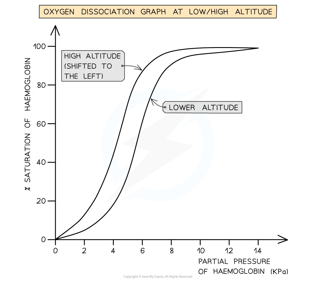 <p>Higher affinity for O2 because they live in areas of lower pO2</p><p>Better at loading O2 in lungs so curve is shifted to the left </p>
