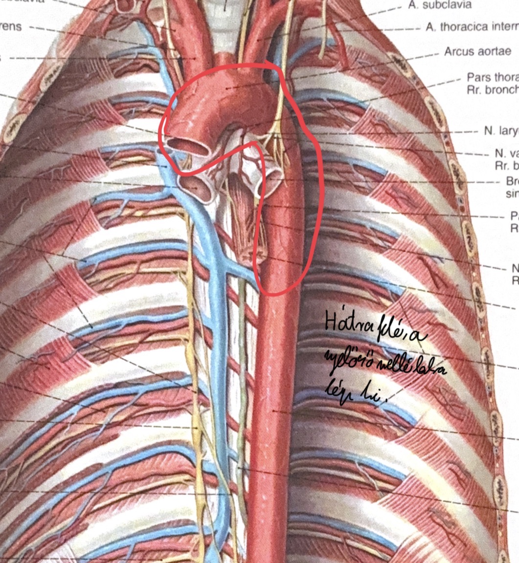 <p>aorta ascendens /arcus aortae / aorta descendens</p>
