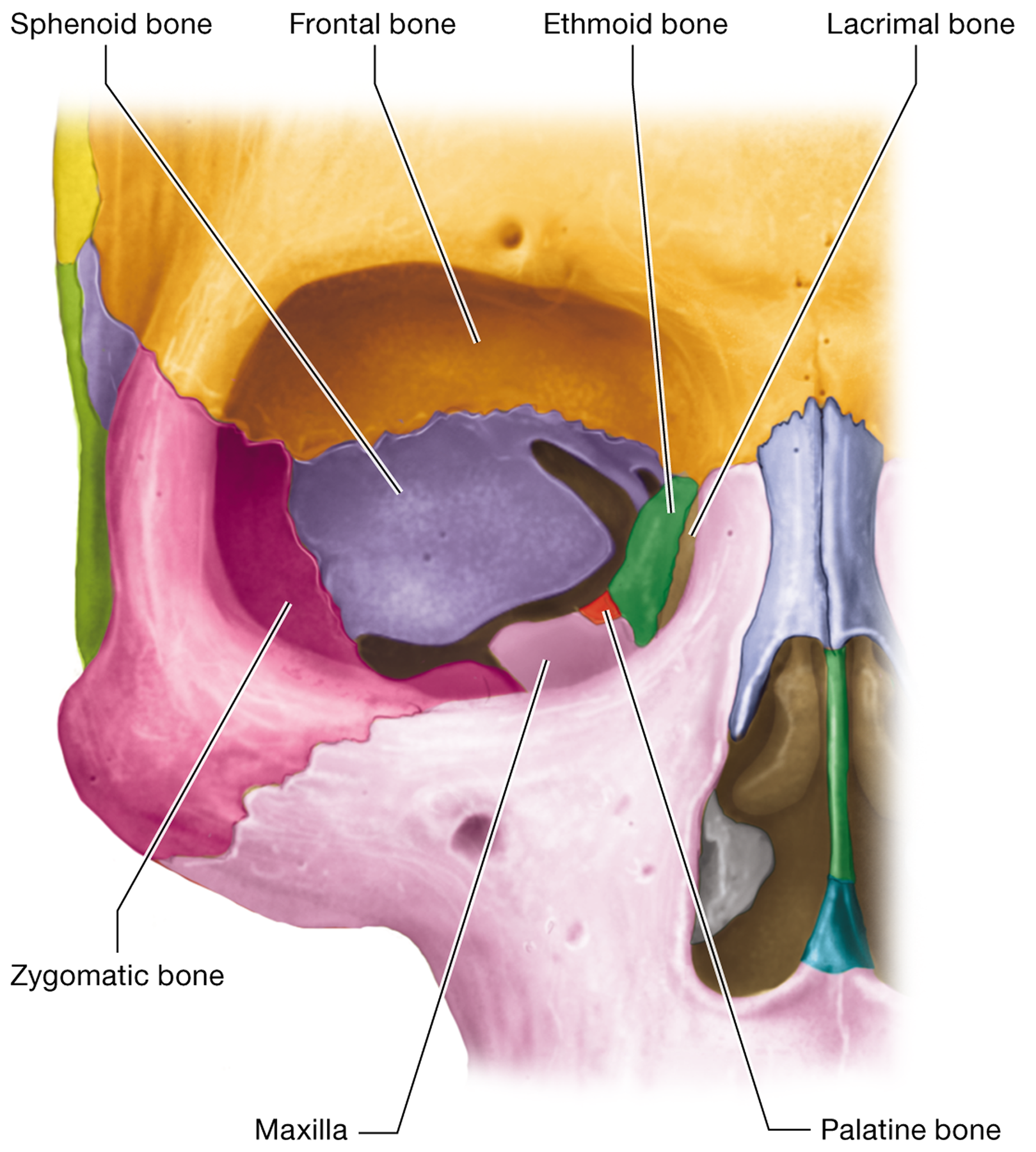 <p><span>The frontal, maxilla, zygomatic, sphenoid, ethmoid, lacrimal, and palatine bones</span></p>