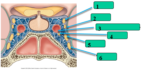 <p>What passes through the Cavernous Sinus?</p><p></p>