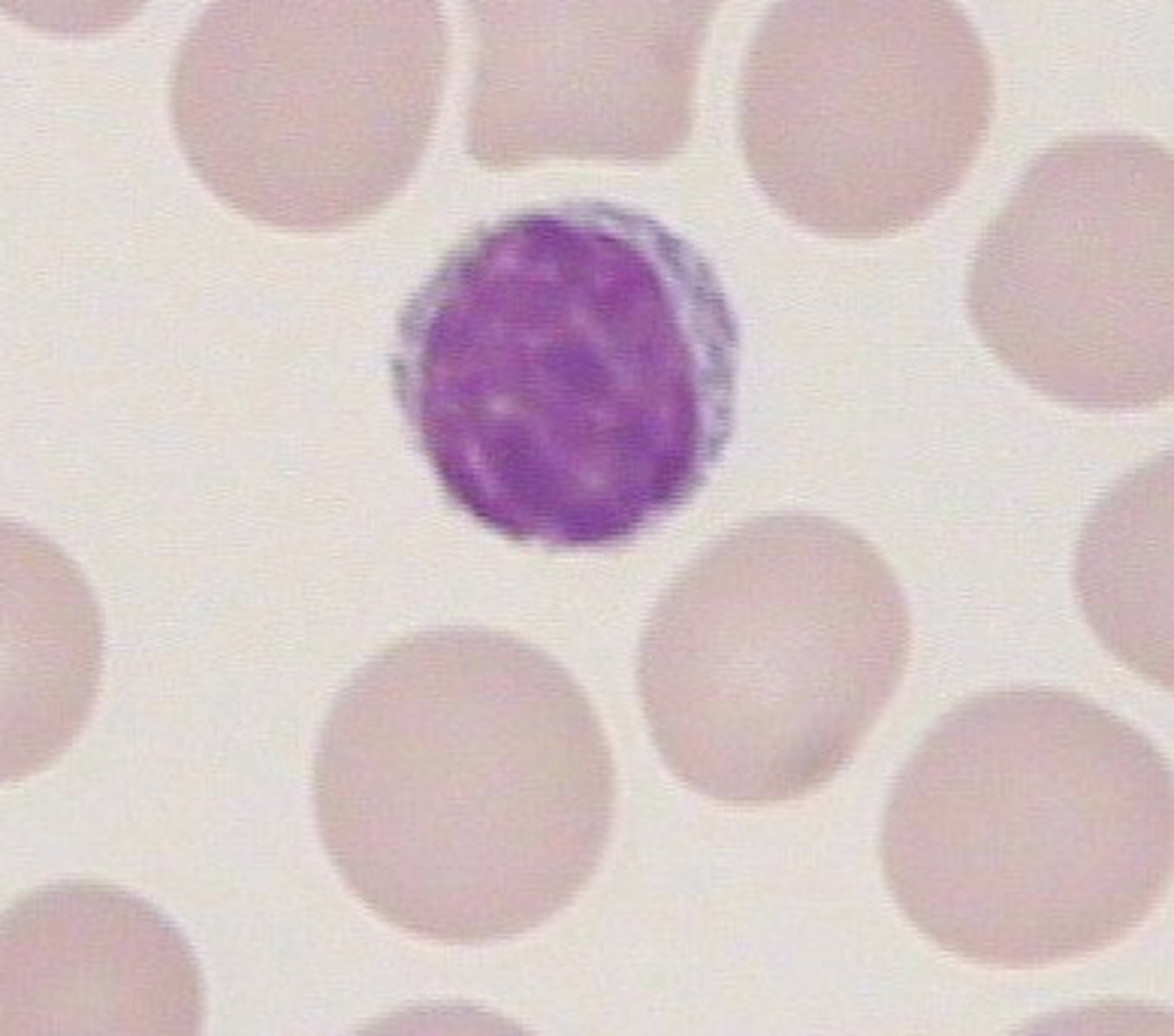 <p>lymphocyte</p>
