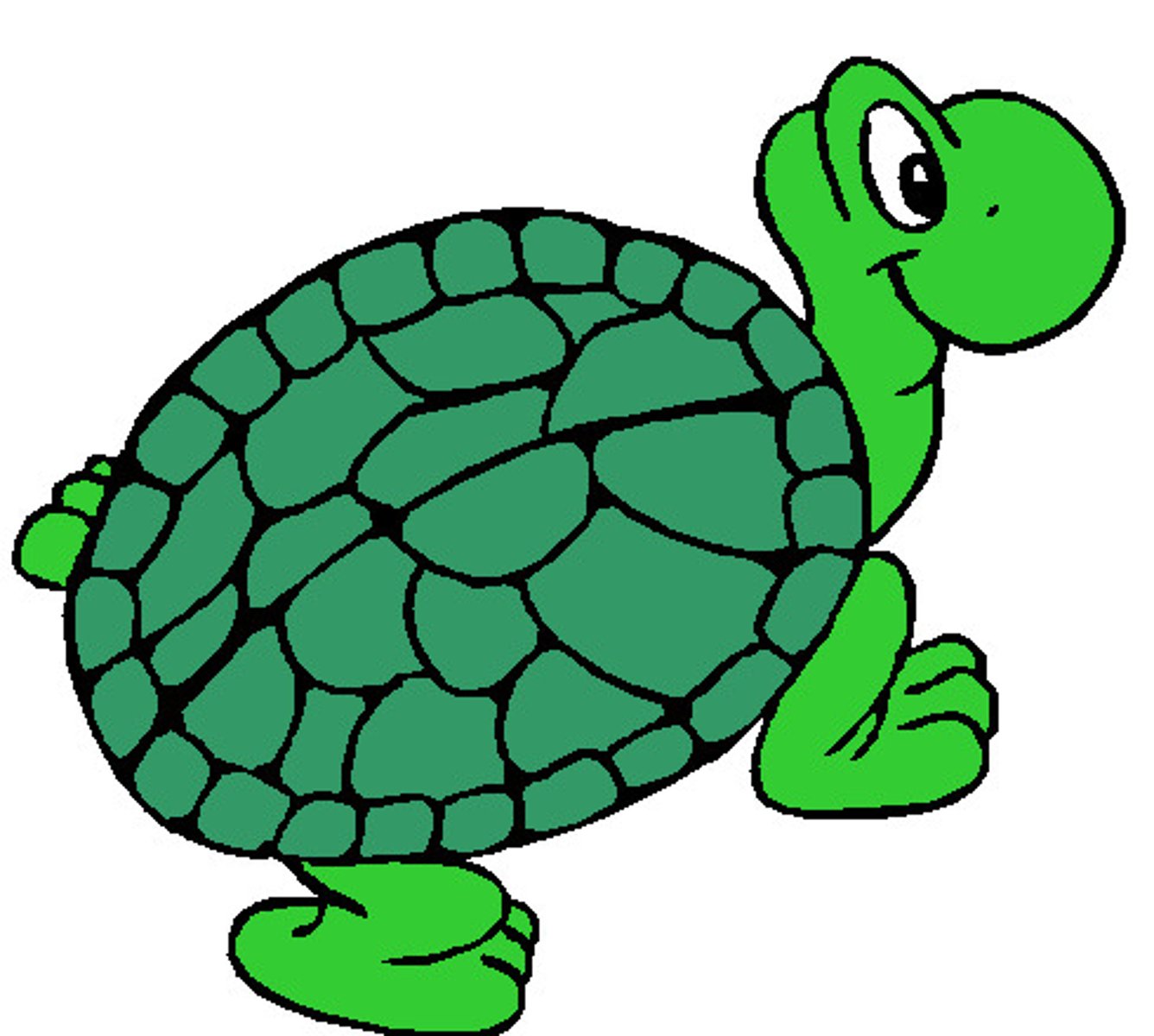 <p>turtle</p>