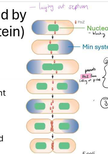 <p>How is septum formation/ the septation site mediated?</p>