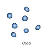 <p>spherical or round-shaped bacteria</p>