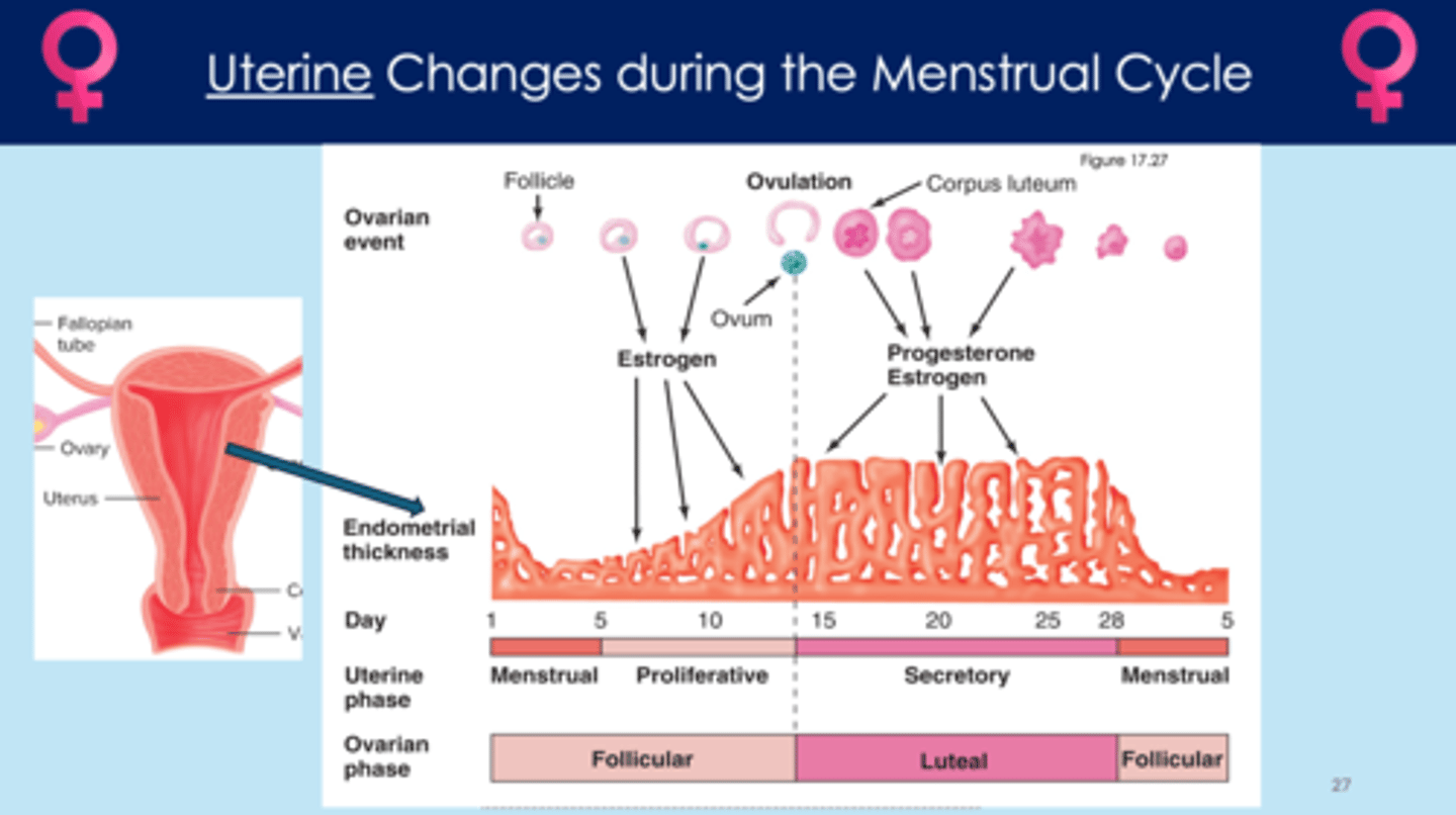 <p>- estrogen released, increasing size/thickness of endometrial lining</p><p>- progesterone maintains the thick endometrial lining</p><p>- thick endometrial lining is important for implantation </p>