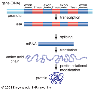 <p>-eukaryotes, but not every gene &amp; some eukaryotes don’t have any/many</p>