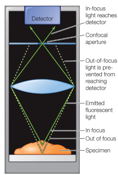 <p><span style="color: #040000">A pinpoint of light is focused on the specimen at a particular depth, and emitted fluorescent light is collected by a detector </span></p>