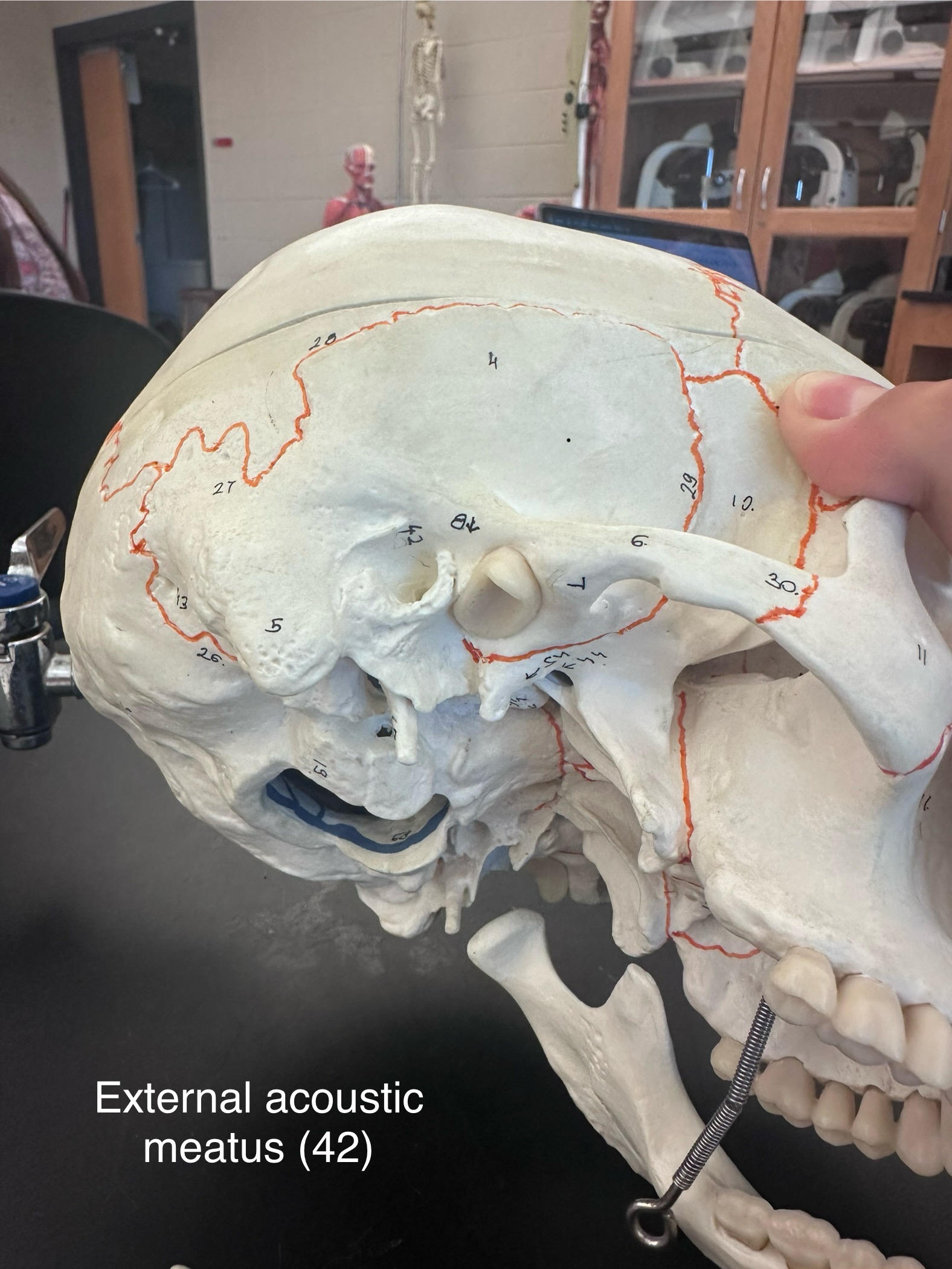 <p>External Acoustic Meatus</p>