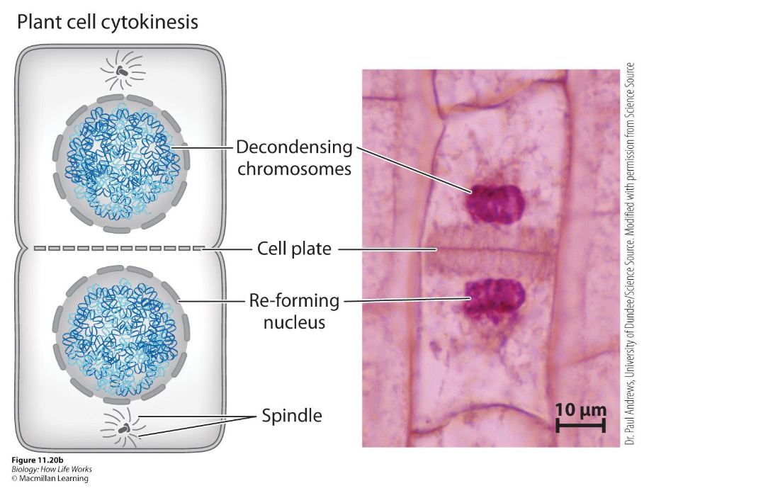 <ul><li><p><span><span>Since plant cells have a cell wall, the cell divides in two by constructing a new cell wall.</span></span></p></li><li><p>During telophase, <strong>a phragmoplast</strong> of microtubules guides vesicles to the cell’s center, where they fuse to form a cell plate that grows outward and joins the original cell wall, separating the cell into two daughter cells.</p></li></ul><p></p>