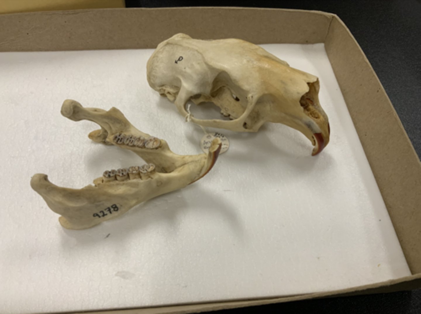 <p>Genus, species</p><p>-hystricomorphous</p><p>-lophodont</p><p>-large; orange teeth</p>