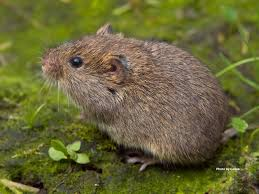 <p>Mammalia, Rodentia, Cricetidae</p><p></p>