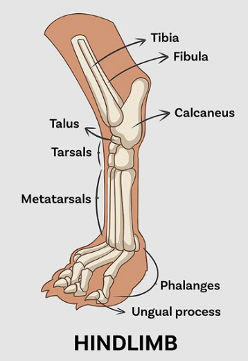 <p>anatomy of dog paw: hindlimb</p>
