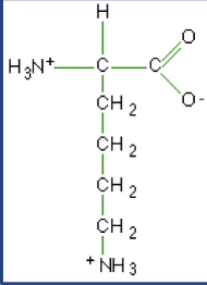 <p>What macromolecule is this?</p>