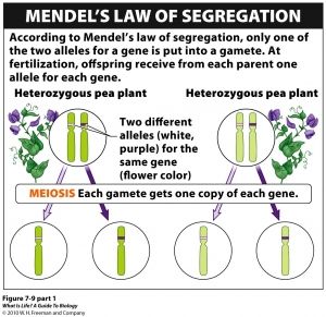 <p>Principle of segregation</p>