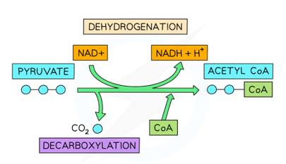 * Pyruvate is oxidised by enzymes to produce acetate
* The H ion lost is accepted by NAD to form NADH (reduction)
* Pyruvate is decarboxylated in the form of CO2
* Acetate then binds with coenzyme A to form acetylcoenzyme A