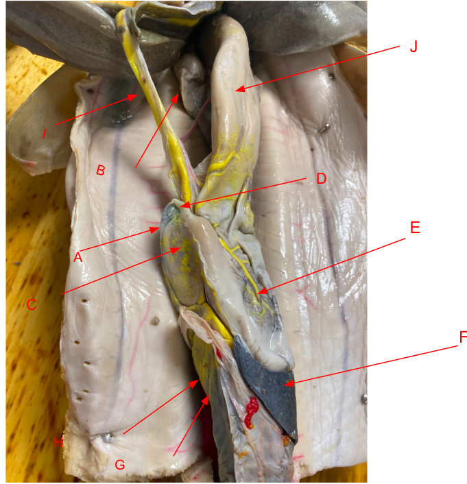 <p>Part Labeled F</p>