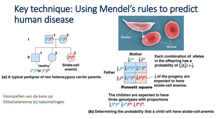 <p>ze vertonen het fenotype niet, maar dragen wel het gemuteerde allel</p>