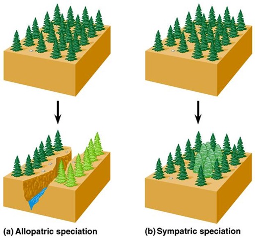 <p>Allopatric and sympatric</p>