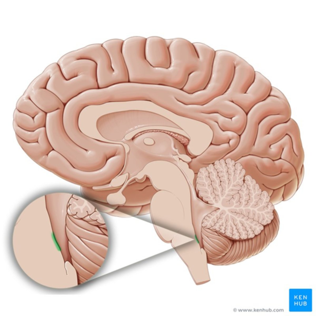 <p>detecteert giftige stoffen om braakreflex op te wekken</p>