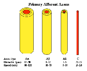 <ul><li><p>type A</p></li><li><p>type C</p></li></ul><p></p>