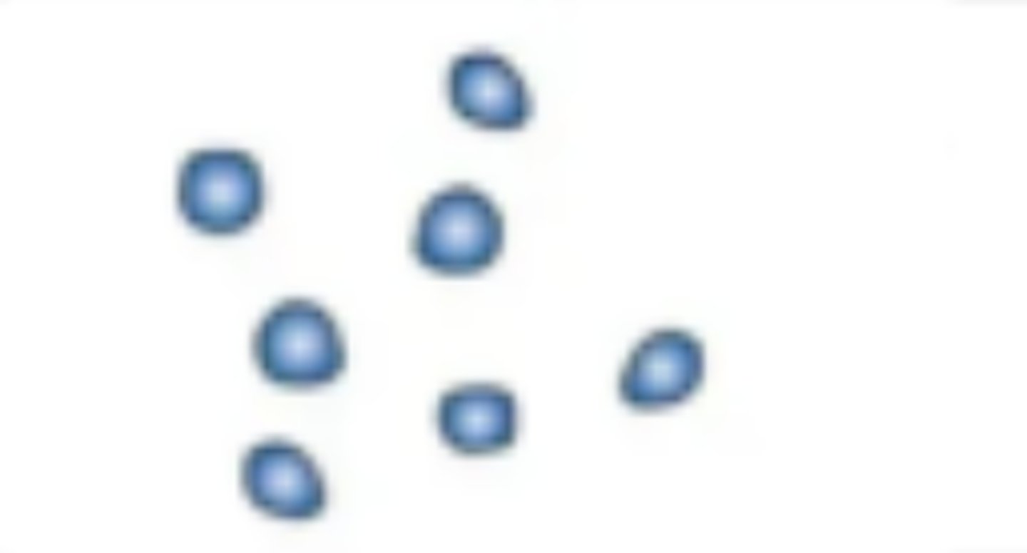 <p>identify the shape of each cell</p>