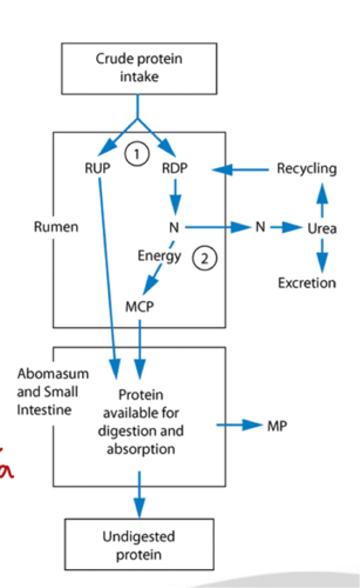 <p>why is it essential to match energy and protein supplies</p>
