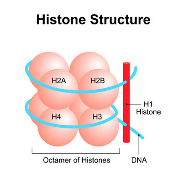 <p>The nucleosome is the basic unit of DNA packaging in eukaryotes. Each nucleosome is composed of two turns of DNA wrapped around a group of eight histone proteins (called an octamer core). Each nucleosome connects to the adjacent nucleosomes through another type of histone protein (called the H1) and a region of "linker" DNA.</p>