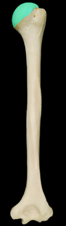 <p>Articulates with glenoid cavity of scapula to form glenohumeral joint </p>