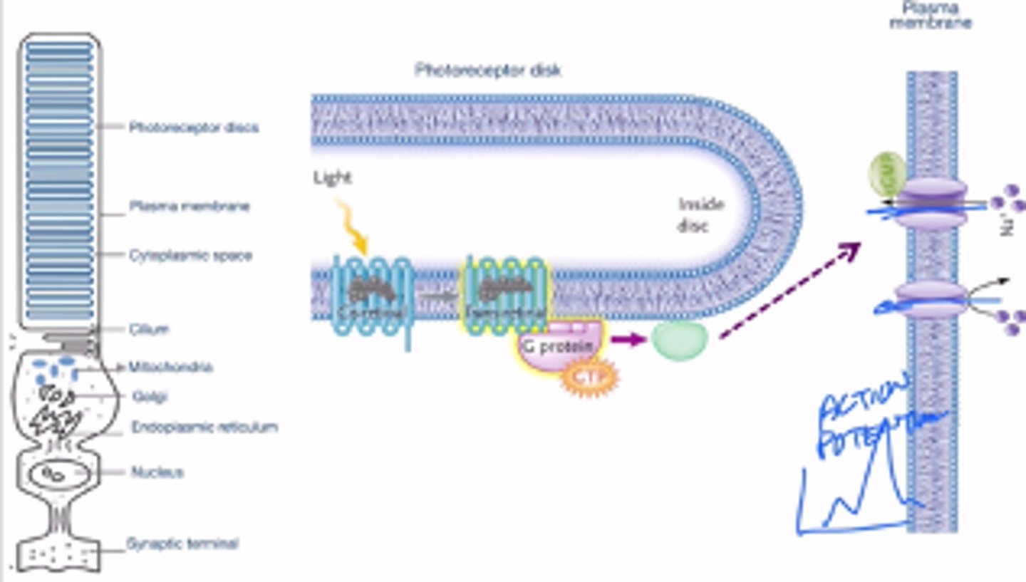 <p>-rod cells in the human eye are modified neurons (and technically modified cillium)</p><p>-rhodopsin (photoreceptor in eye) = opsin (protein) + retinal (pigment) -> similar to chanrhod in chlammy</p><p>-responsible for vision at low light (does not mediate colour vision)</p><p>-function:</p><p>~pigment absorbs light</p><p>~rhodopsin changes shapes</p><p>~triggers downstream proteins (G proteins):</p><p>extracellular molecules that bind to receptors on the cell surface in order to cause an event inside of the cell</p><p>~indirect activation of change in ion current (important: rhodopsin in our eye is not a channel and cannot be used as a direct path for ions to diffuse in and out. However, it triggers the signal transduction pathway where external signals cause internal events to occur)</p><p>~ion flux generates an action potential</p><p>~the change in shape of opsin is caused by light</p><p>~the change in shape triggers a signal transduction pathway which triggers an indirect flow of ions which triggers an action potential</p>