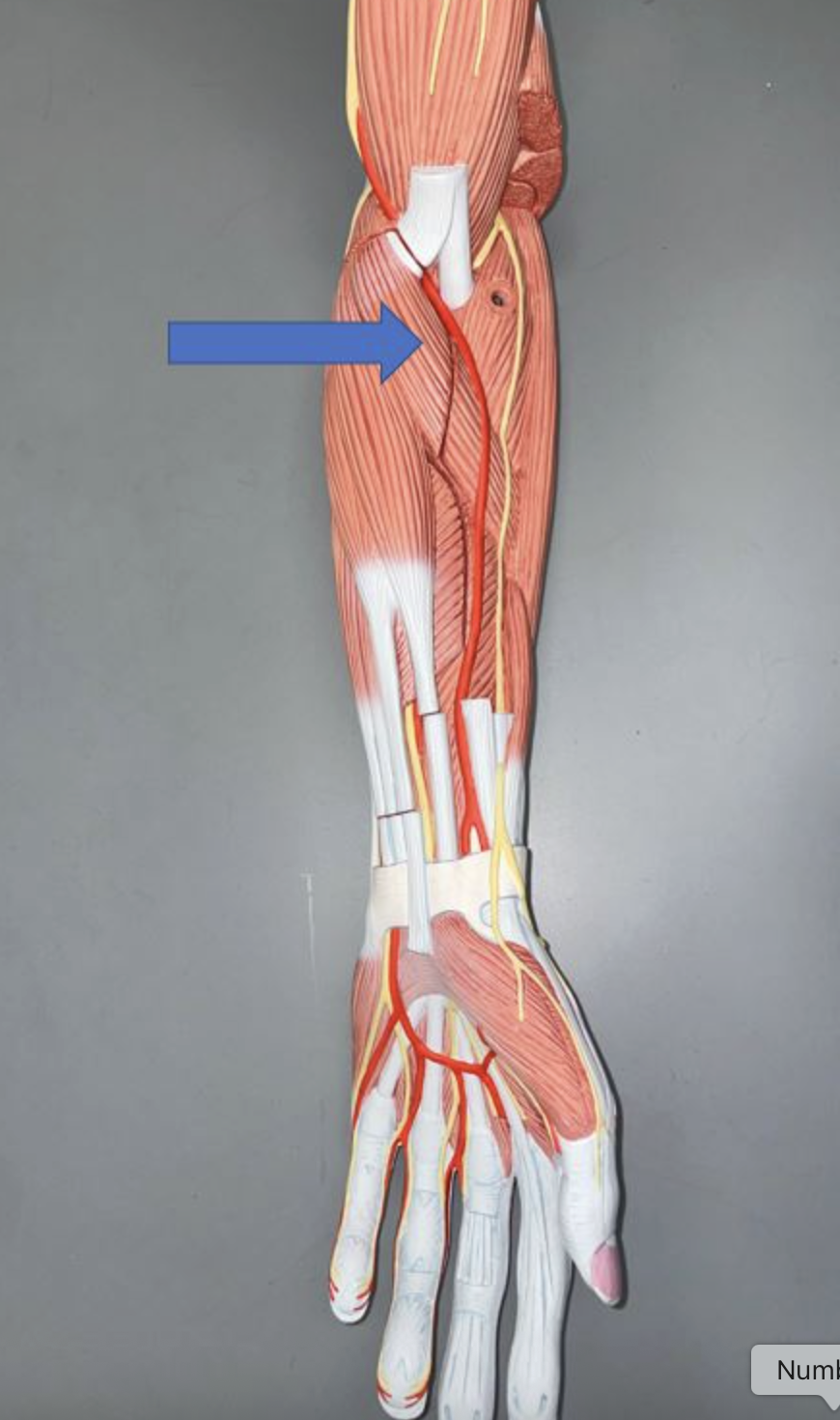 <p>muscle name & function</p>