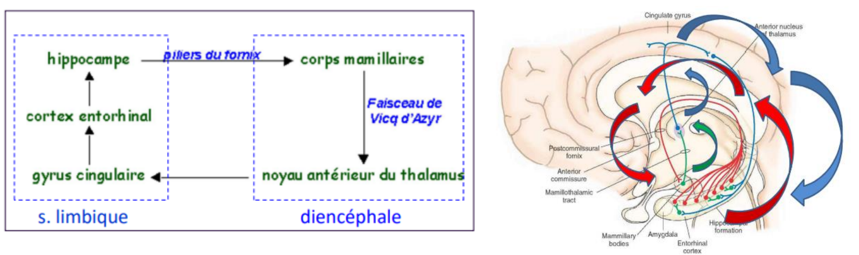 <p>Il y a des structures spécialisées, principalement pour l’encodage → Le circuit de Papez (circuit anatomique qui lie l’hippocampe, aux corps mamillaires etc… pour revenir à l’hippocampe, c’est une boucle)</p><p>A l’origine, Papez cru à tort qu’il s’agissait du circuit des émotions, nous nous sommes rendu compte par après qu’il s’agissait d’un circuit de mémoire (grâce à l’observation de patients, dont H.M).</p><p>→ En 1953, le patient H.M (27 ans) souffrait d’épilepsie réfractaire ; l’hippocampe pouvant créer des crises d’épilepsie, une opération de retrait des deux a été réalisée. Cela a montré qu’effectivement, il n’y avait plus de crises d’épilepsie MAIS il a eu un syndrome amnésique sévère isolé (profonde amnésie antérograde et moindre amnésie rétrograde*) qui est apparu, alors que l’intellect est plus haut que la moyenne, qu’il n’y a pas de déficits perceptifs, pas de problèmes de langage, pas de troubles de la personnalité,…</p>