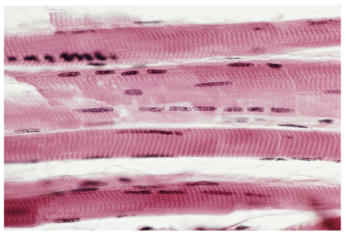 <p>Name the tissue.</p>