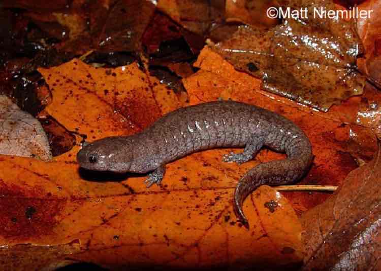 <p>usually brownish-gray to grayish-black with numerous small, light gray speckles that sometimes merge on the sides to form a lichen-like pattern. A medium-sized salamander at 4 to 5.5 inches, has a stocky body and a small head. </p>