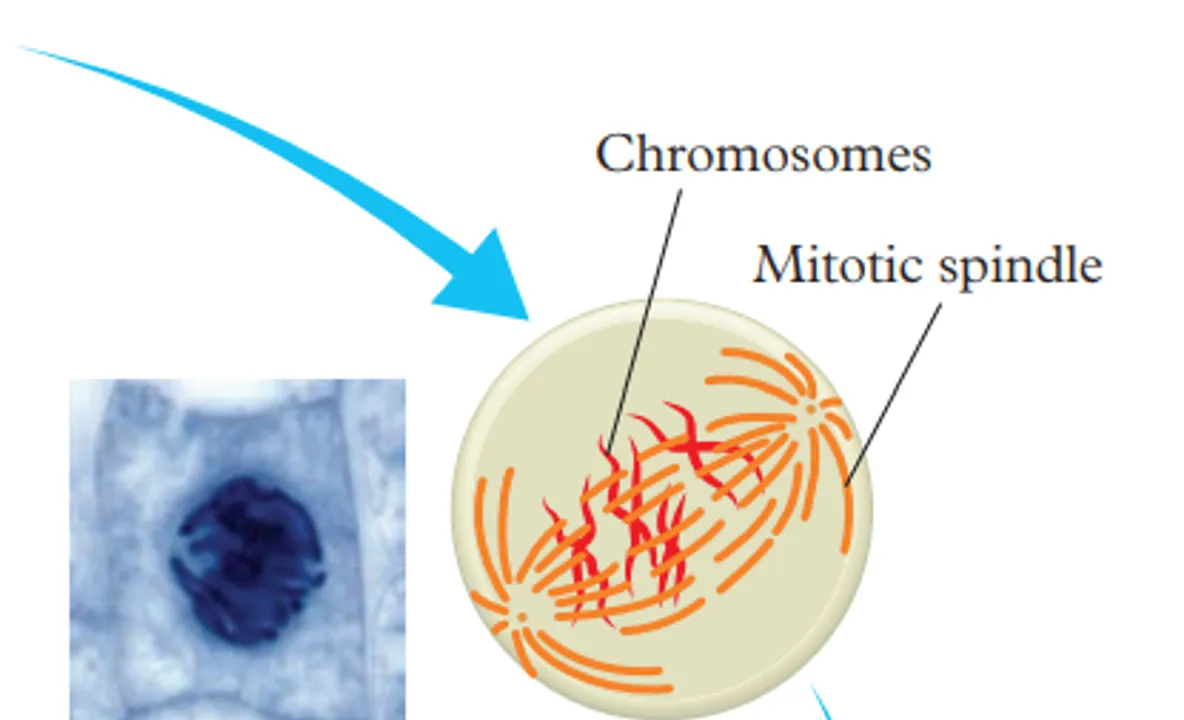 <p>Replicated DNA coils into chromosomes</p>